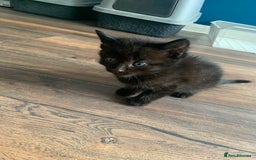 Mixed Breed cats for sale: Kittens - Image 4