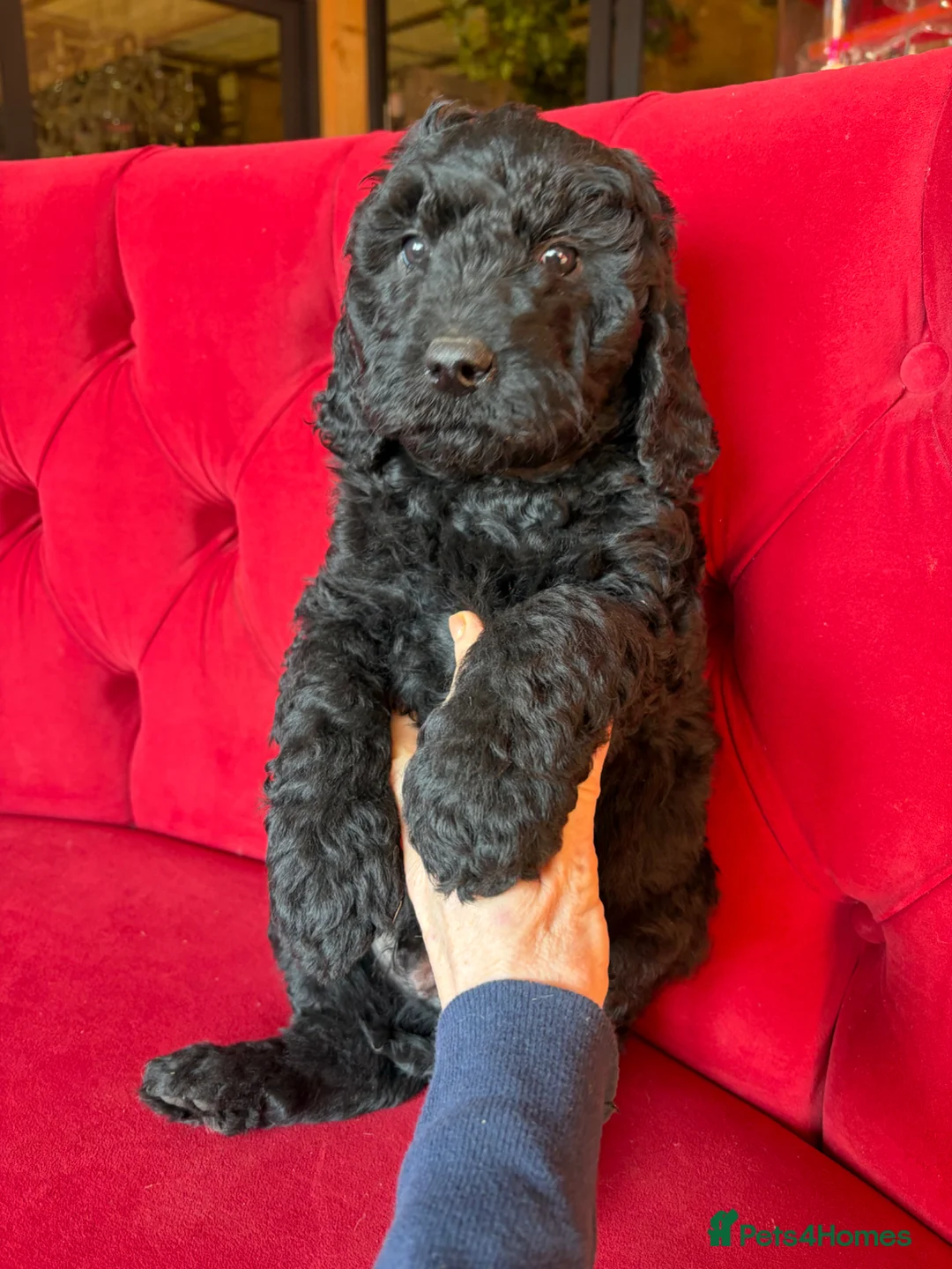 Bernedoodle dogs for sale: 3 Boys Available F1b Medium Bernedoodle  - Advert 4