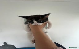 Mixed Breed cats for sale: Lil girl looking for her forever home - Image 7