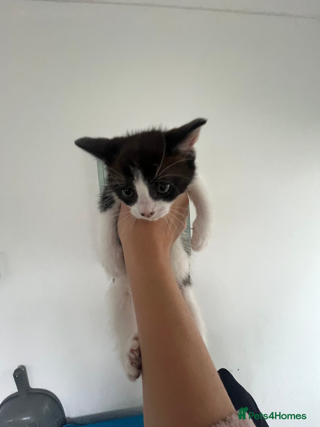 Mixed Breed cats for sale: Lil girl looking for her forever home - Image 7