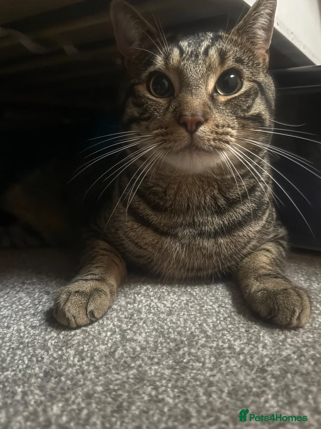 Australian Mist cats for sale: Ace. 2year old male - Advert 1
