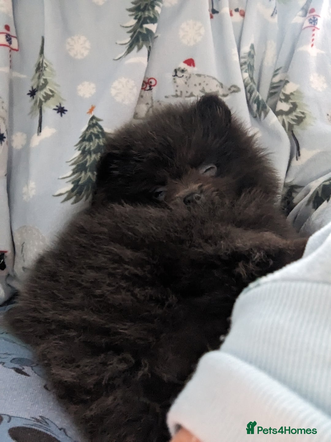 Pomeranian dogs for sale: Pomeranian Blue girl left!   - Advert 8