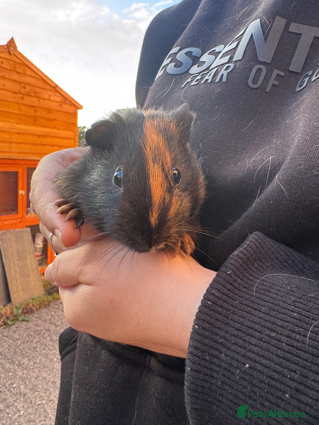 Guinea Pig rodents for sale: 4 boy piggies  - Image 2