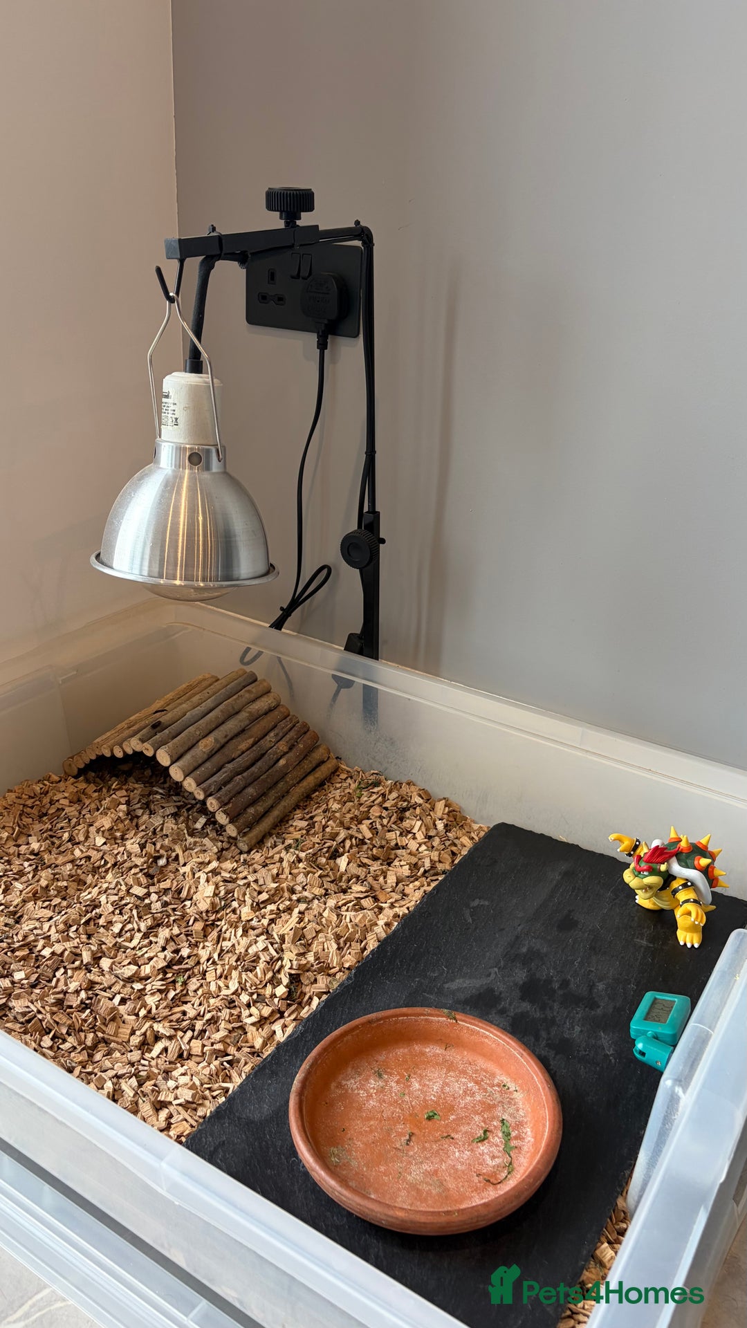 Tortoise reptiles for sale: Horsefield Tortoise, Male, 2y/o + Full Setup - Image 9