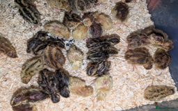 Chickens poultry for sale: chicks, quail chicks and pairs - Image 5