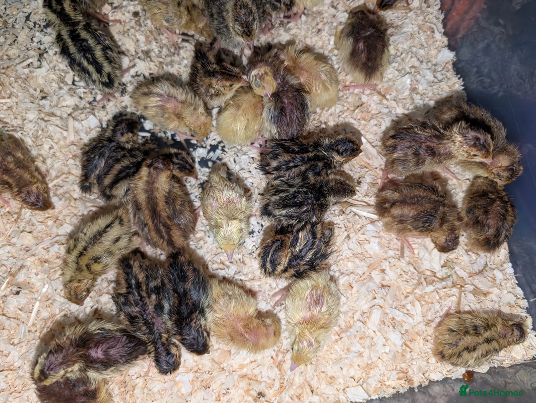 Chickens poultry for sale: chicks, quail chicks and pairs - Image 5