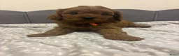 Cavapoo dogs for sale: Stunning F1 Toy Cavapoo Pups - Advert 16