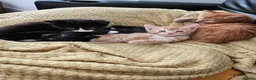 British Longhair cats for sale: Longhaired and shorthaired ginger, black, b & w - Advert 8