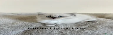 Ragdoll 2