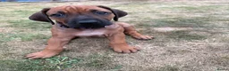Rhodesian Ridgeback dogs for sale: Rhodesian Ridgeback puppies, health tested kc reg - Advert 17