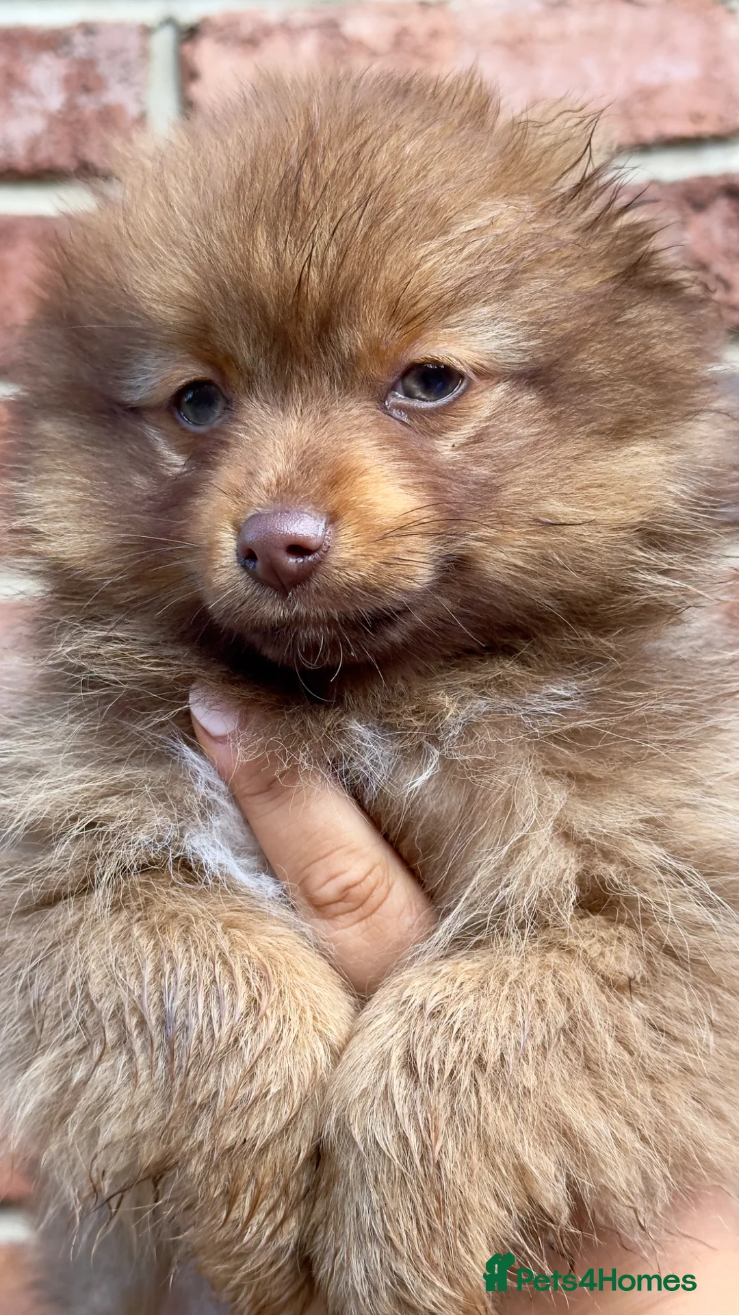 Pomeranian dogs for sale: Pomeranian Puppy Girl Available.  - Advert 2