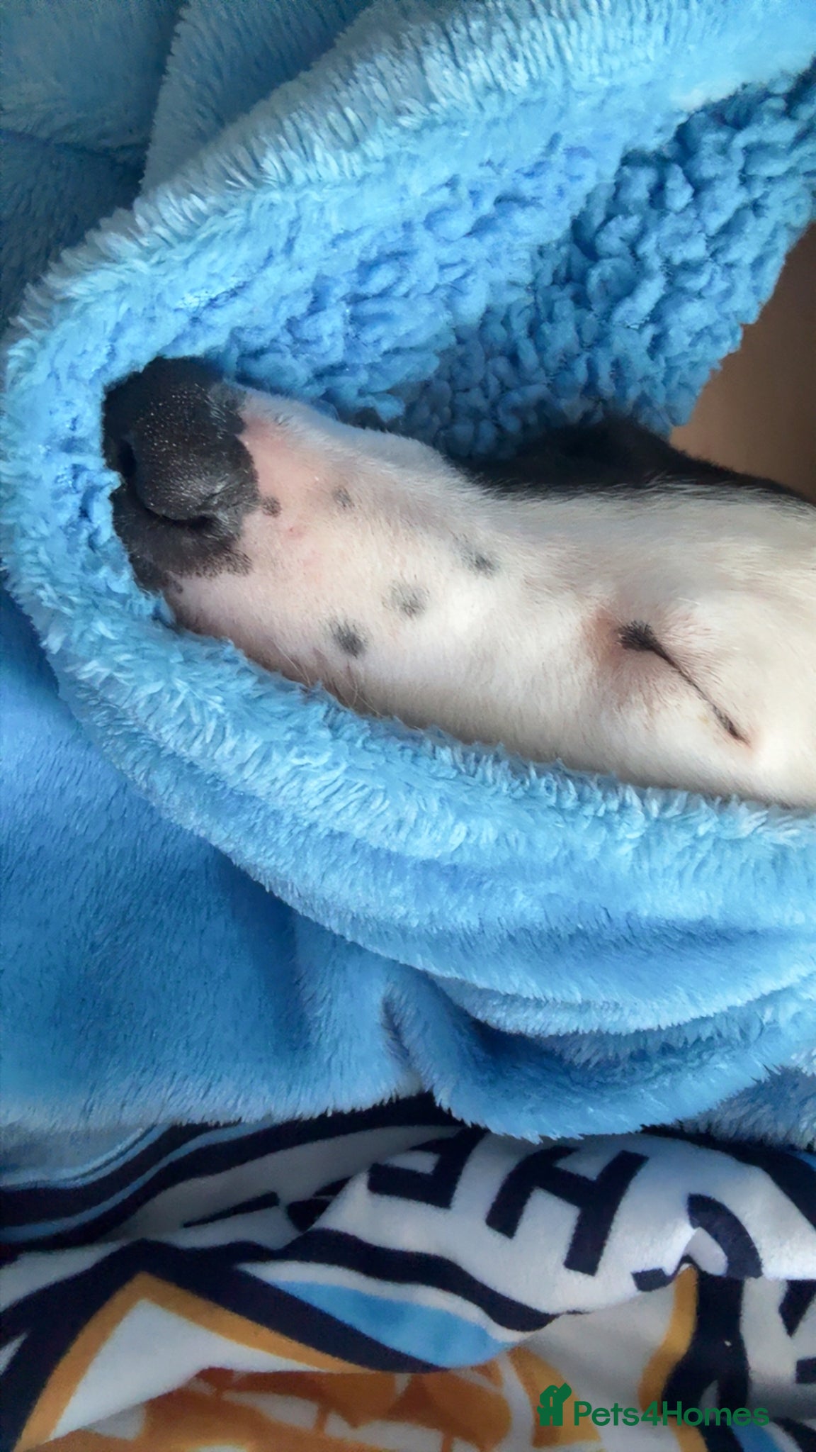 Mixed Breed dogs for sale: deerhound x - Advert 3