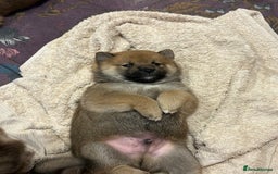 Japanese Shiba Inu dogs for sale: KC Registered Japanese Shiba-Inus  - Image 22
