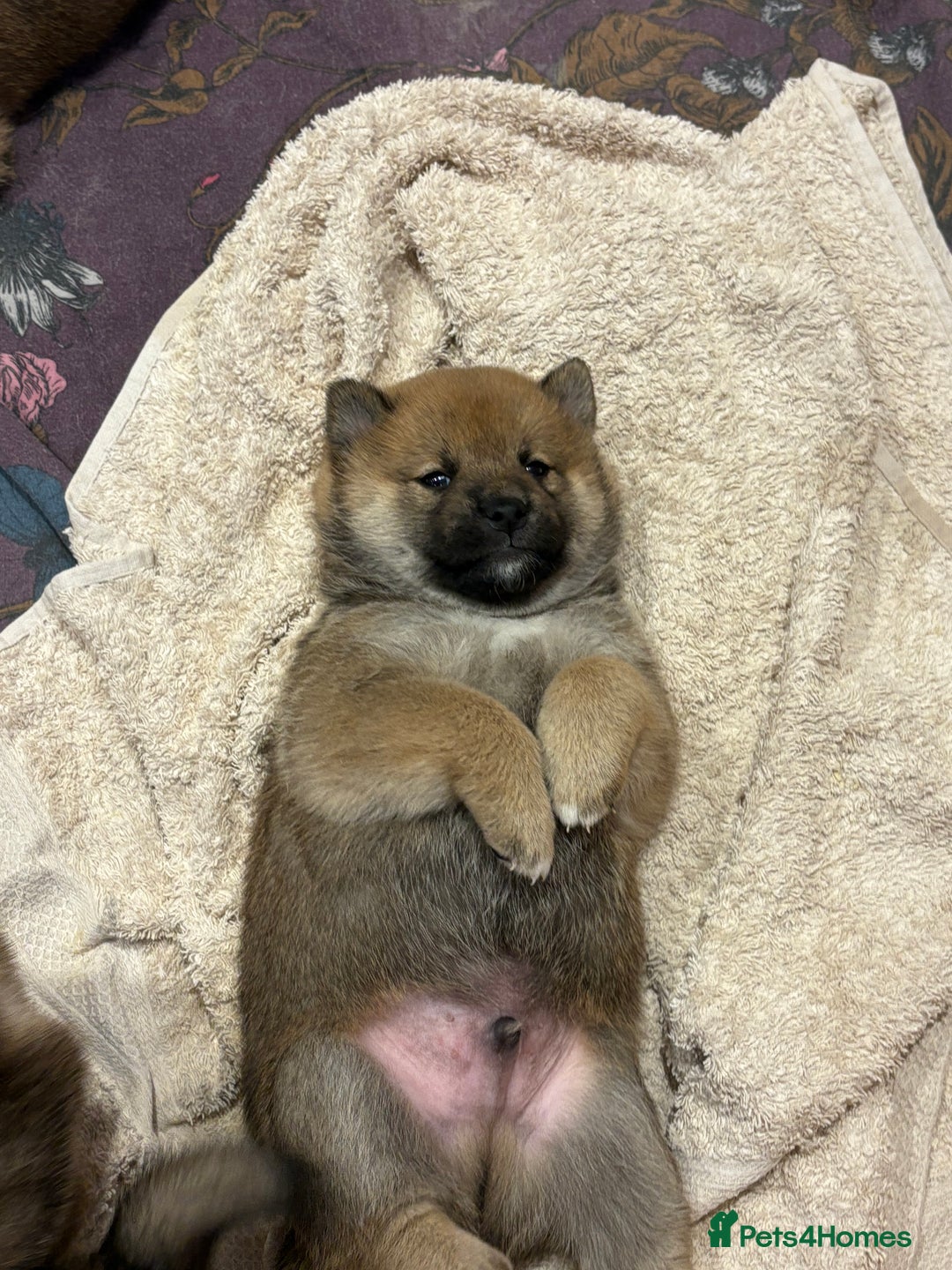 Japanese Shiba Inu dogs for sale: KC Registered Japanese Shiba-Inus  - Image 22