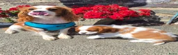 King Charles Spaniel dogs for sale: Beautiful Single Female King Charles Spaniel - Advert 6