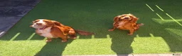 Cocker Spaniel dogs for sale: Cocker spaniel 6 months old - Advert 4