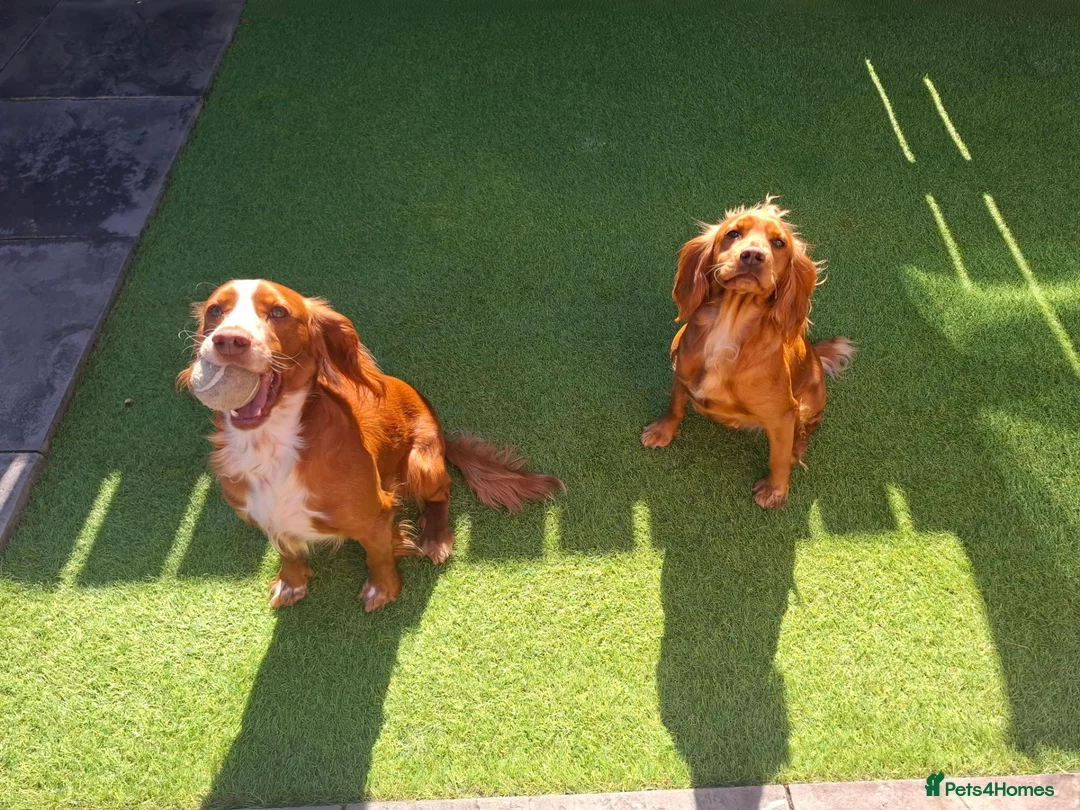 Cocker Spaniel dogs for sale: Cocker spaniel 6 months old - Advert 4