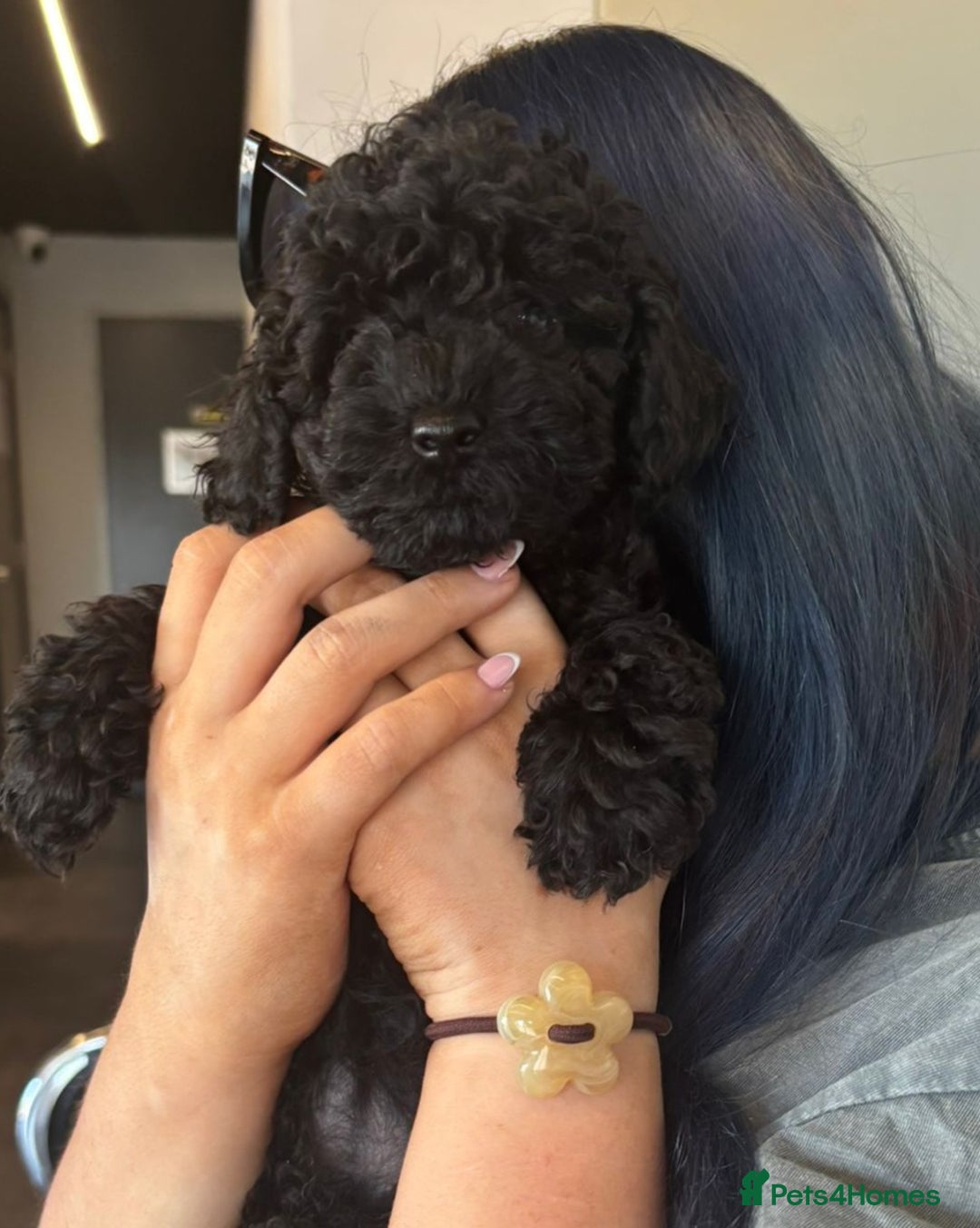 Toy Poodle dogs for stud: *STUD* Gorgeous KC Registered Toy Poodle in Manchester - Image 34