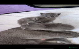Russian Blue cats for sale: Kittens looking for a forever home  - Image 3