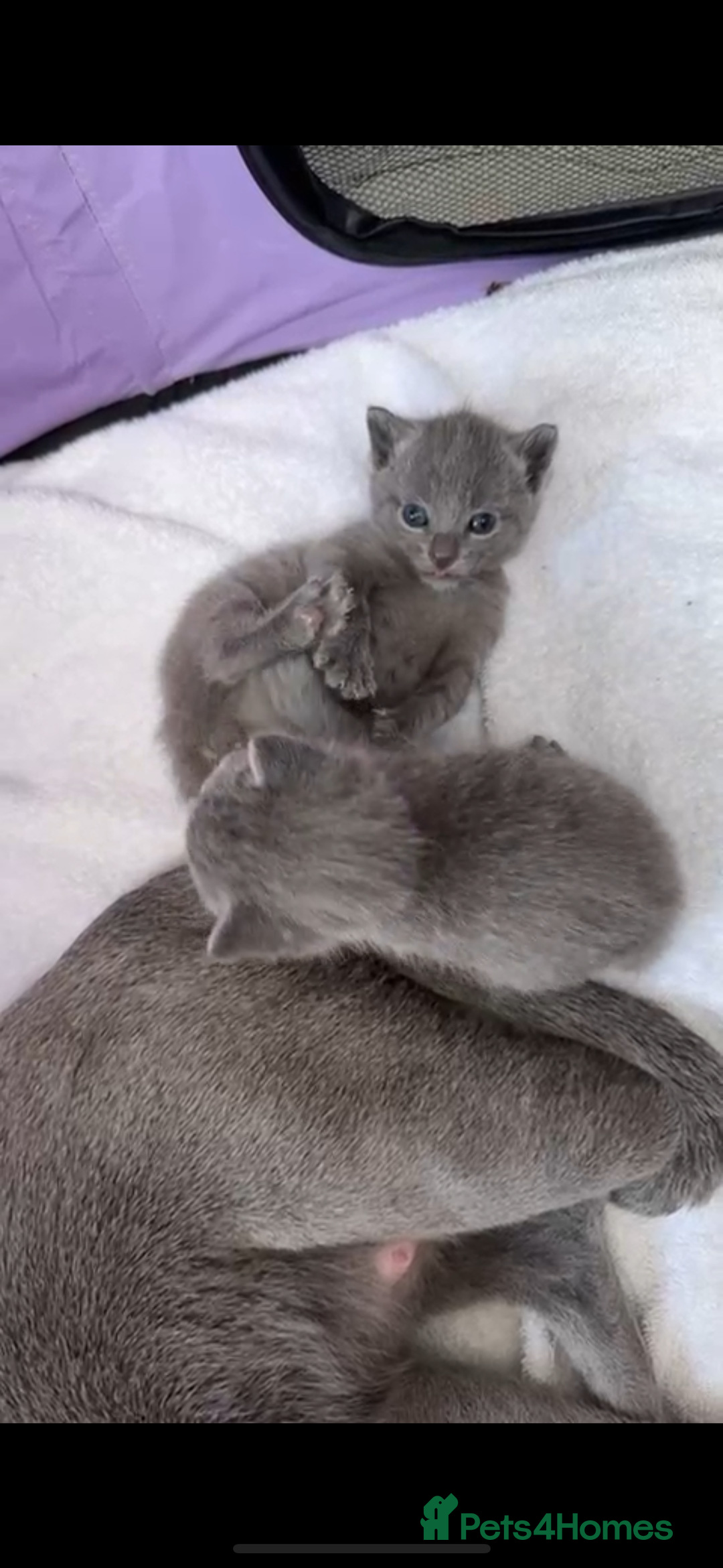 Russian Blue cats for sale: Kittens looking for a forever home  - Image 3