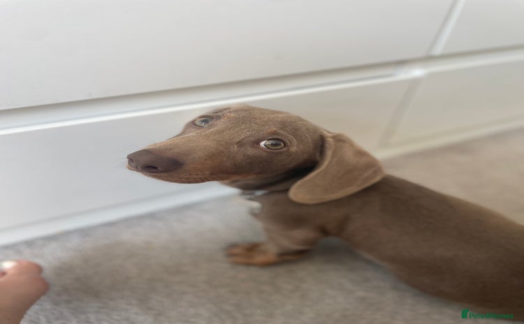 Miniature Dachshund dogs - Advert 2