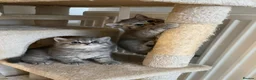British Shorthair cats for sale: Two Scottish Fold and Two British Shorthair  - Advert 14