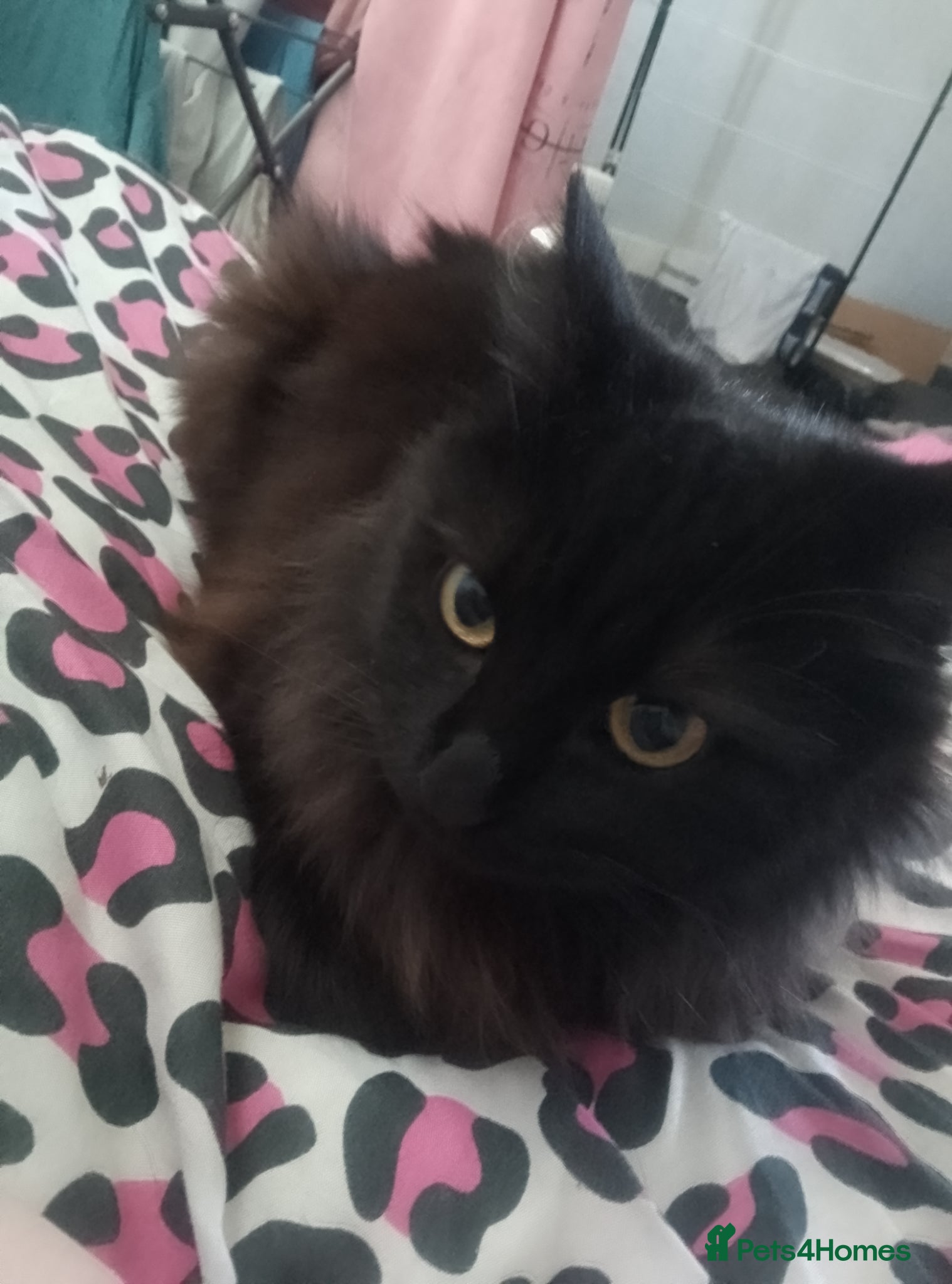 Mixed Breed cats Kittens for sale - Advert 7