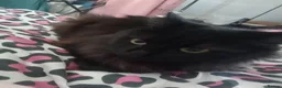 Mixed Breed cats for sale: Kittens for sale - Advert 1