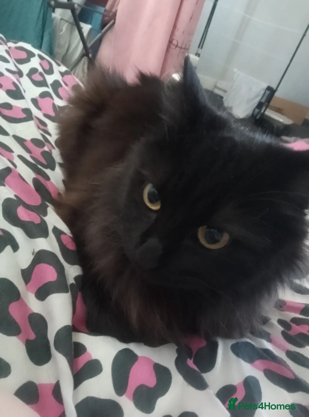 Mixed Breed cats for sale: Kittens for sale - Advert 1