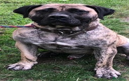 Presa Canario dogs for stud: STUD DOG presa canario pedigree reverse brindle - Image 4