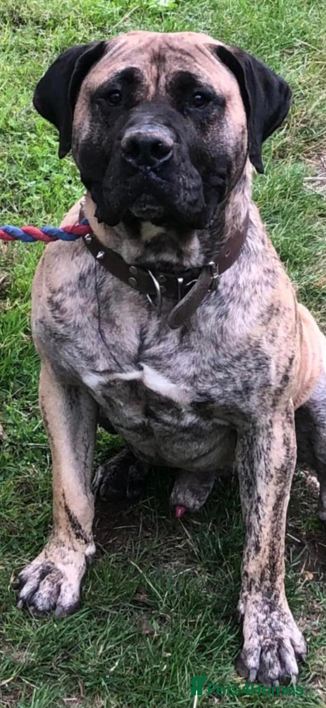Presa Canario dogs for stud: STUD DOG presa canario pedigree reverse brindle - Image 4