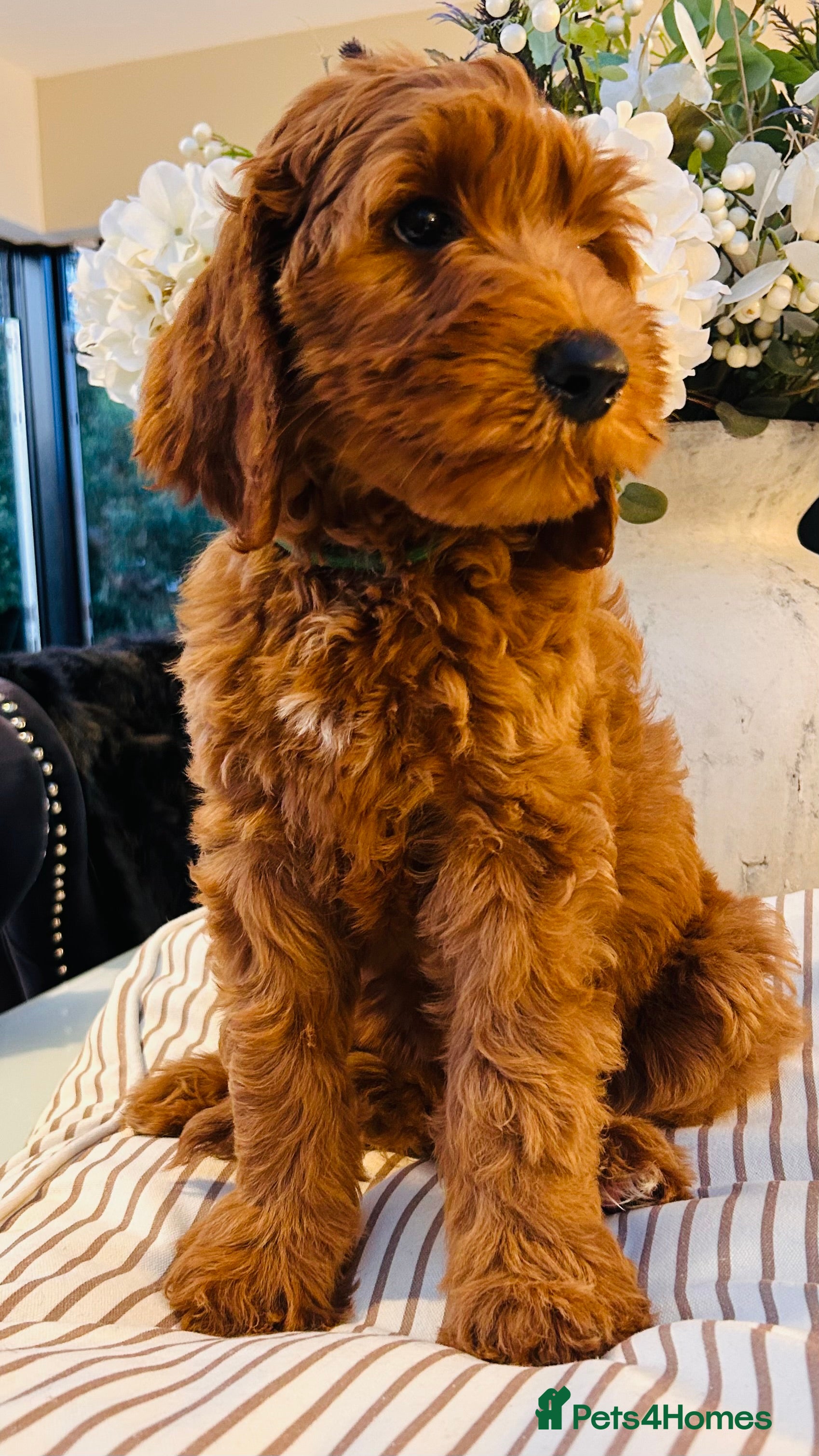 Australian Labradoodle dogs ***MR BRINKLEY'S PUPPIES*** - Advert 2