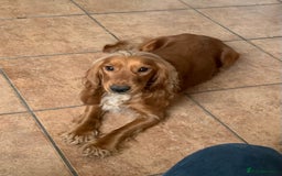 Cocker Spaniel dogs for sale: Beautiful KC Cocker Spaniel for sale!!!  - Image 6