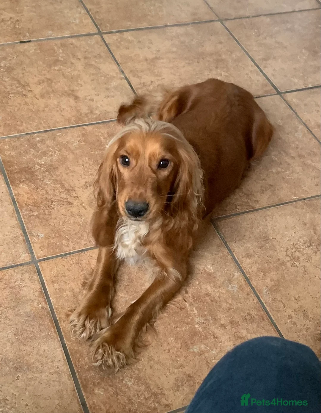 Cocker Spaniel dogs for sale: Beautiful KC Cocker Spaniel for sale!!!  - Advert 1