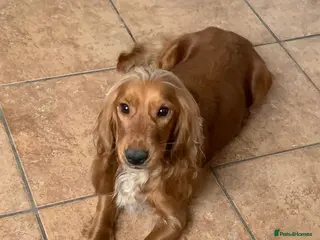 Cocker Spaniel dogs Beautiful KC Cocker Spaniel for sale!!! - Advert 1