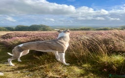 Mixed Breed dogs for sale: Stunning F1 Beddy Whippet Pups — Hearts Will Melt - Advert 6