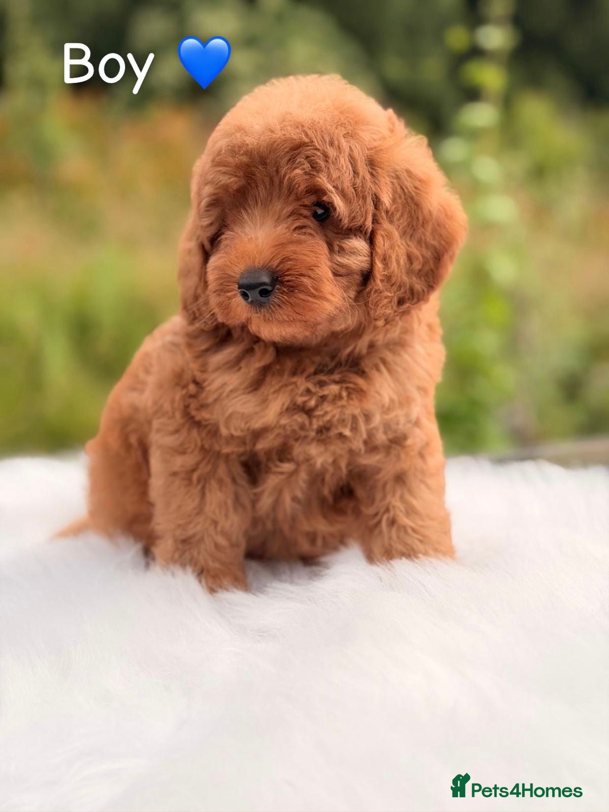 Cavapoo dogs F1B Cavapoo puppies  - Advert 1