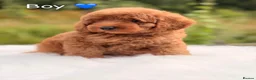 Cavapoo dogs for sale: Cavapoo puppies  - Advert 3