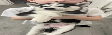 Siberian Husky Puppy 1