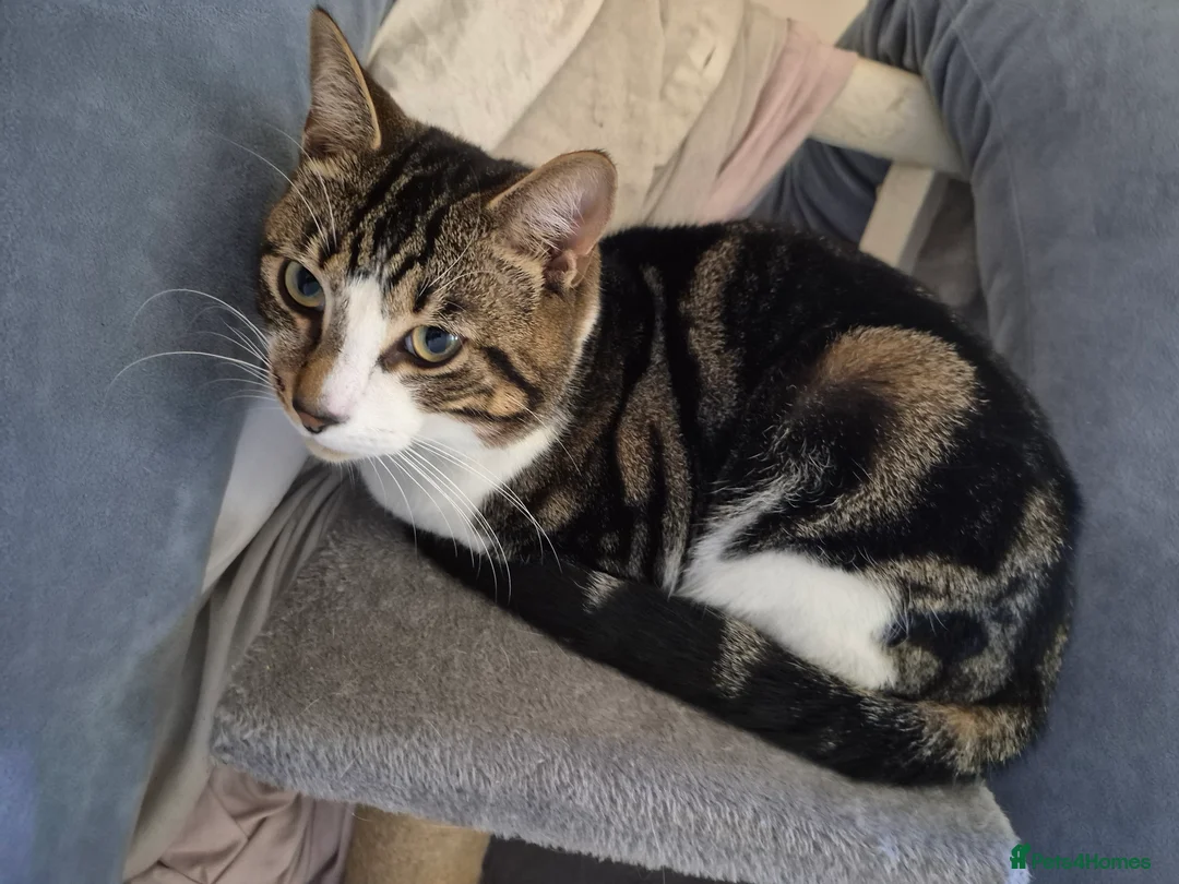 Mixed Breed cats for sale: Kittens for sale in London - Advert 2