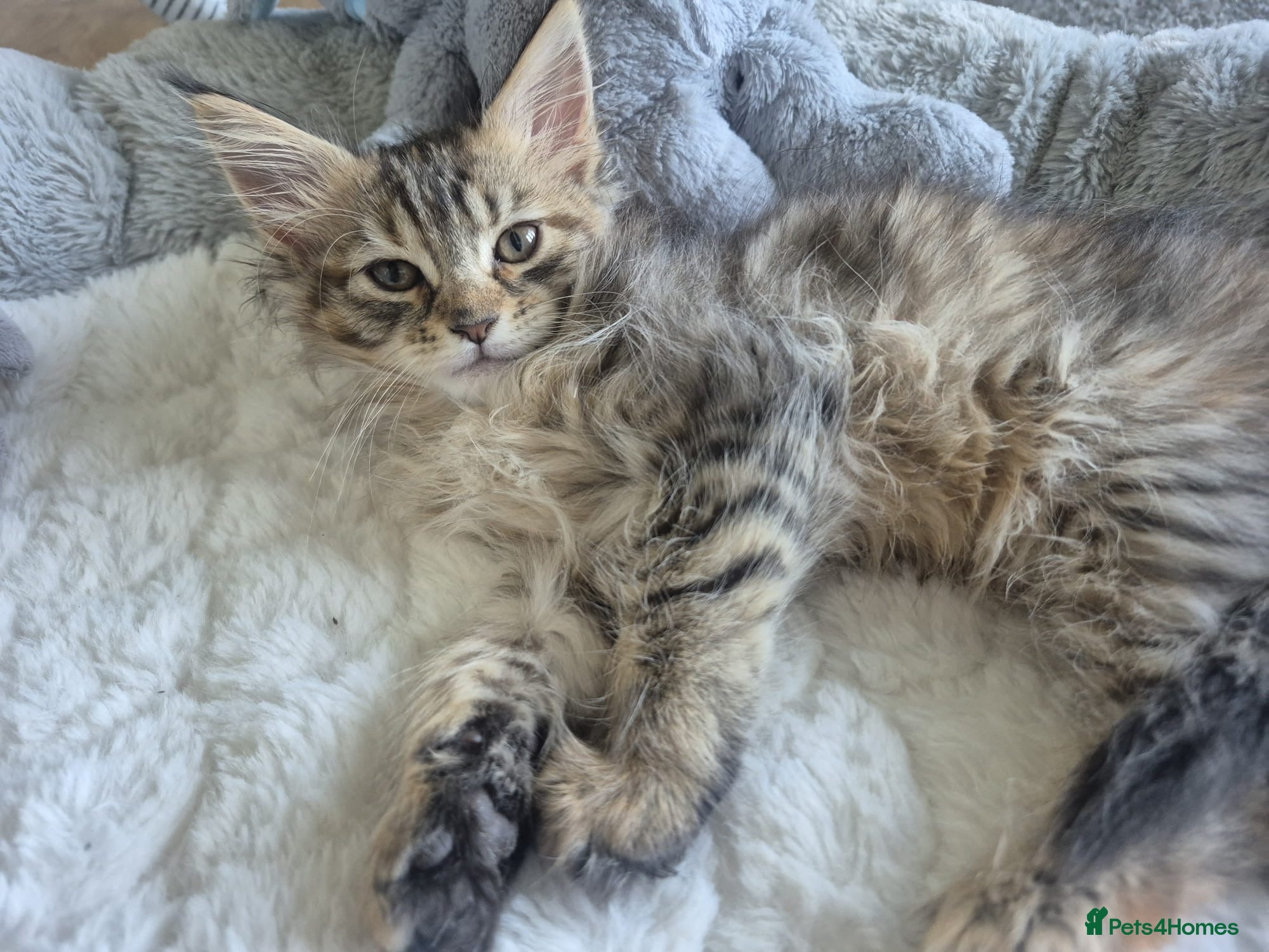 Maine Coon cats Maine Coon Kittens only two left  - Advert 1