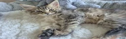 Maine Coon cats for sale: Maine Coon Kittens only two left  - Advert 1