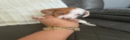 Miniature Dachshund dogs for sale: Beautiful miniature dachshunds  - Advert 3