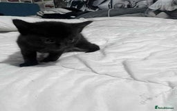 Mixed Breed cats for sale: Kittens for sale - Image 15