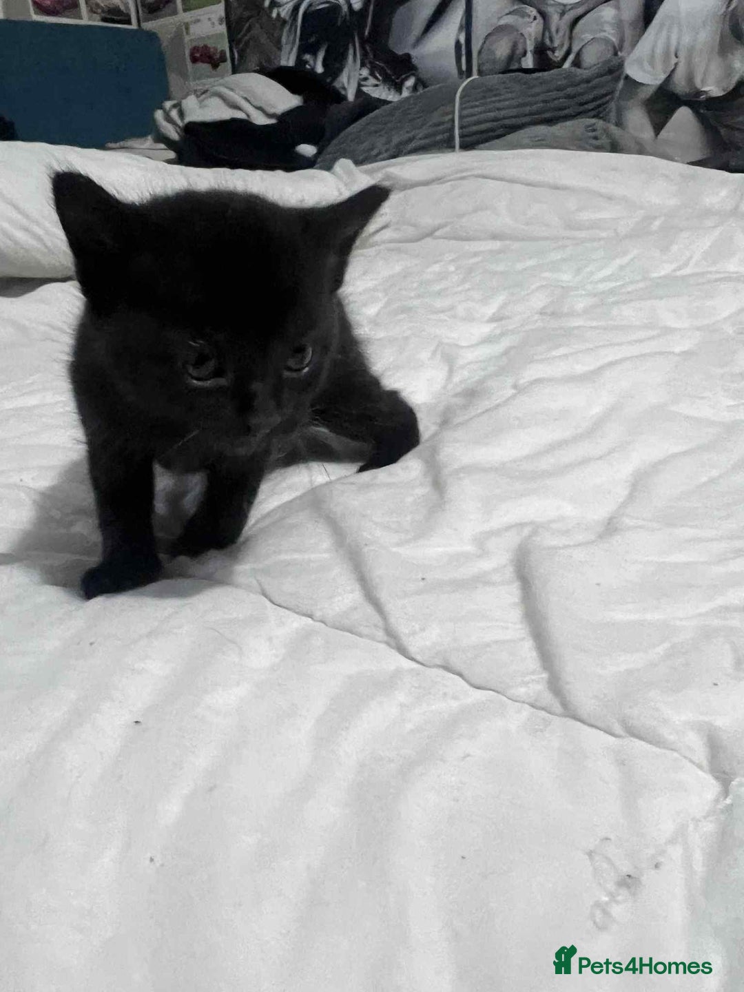 Mixed Breed cats for sale: Kittens for sale - Image 15