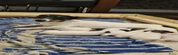 Jack Russell dogs for sale: Two 5 month jack russells for sale  - Advert 1