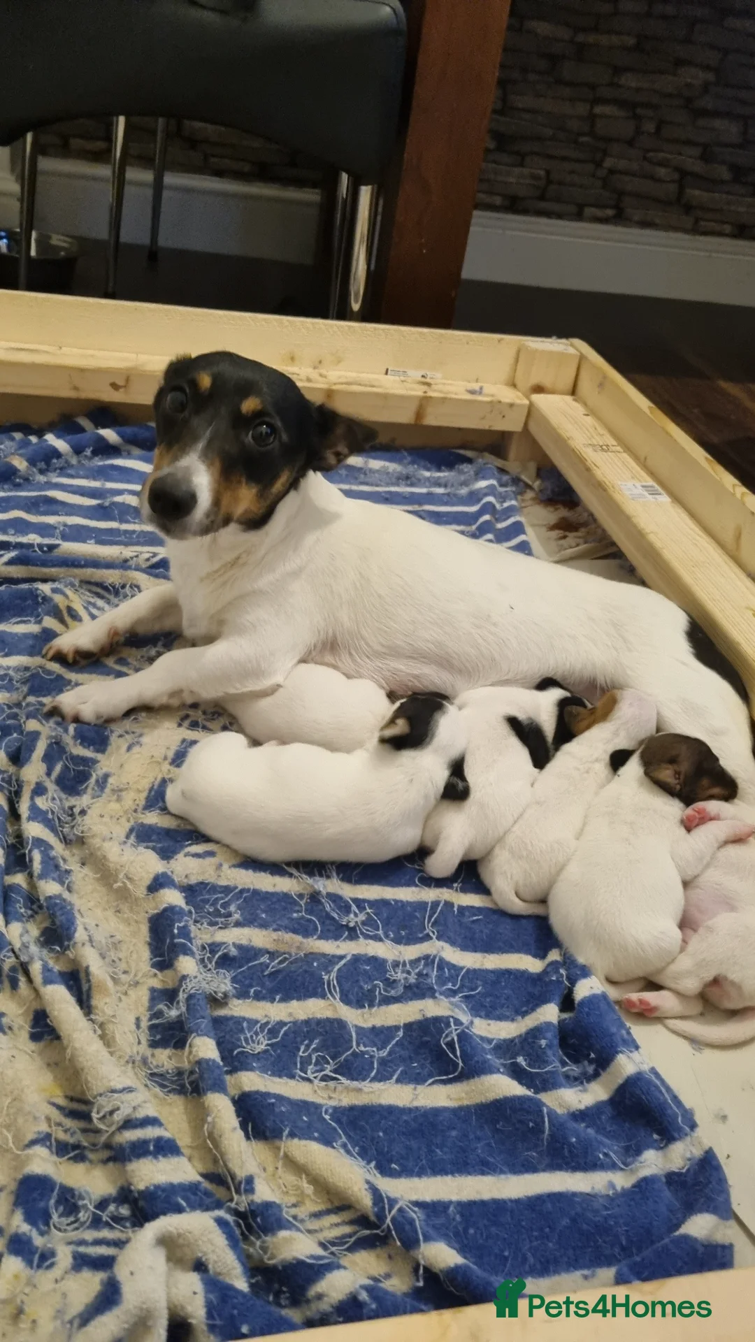 Jack Russell dogs for sale: Two 5 month jack russells for sale  - Advert 1