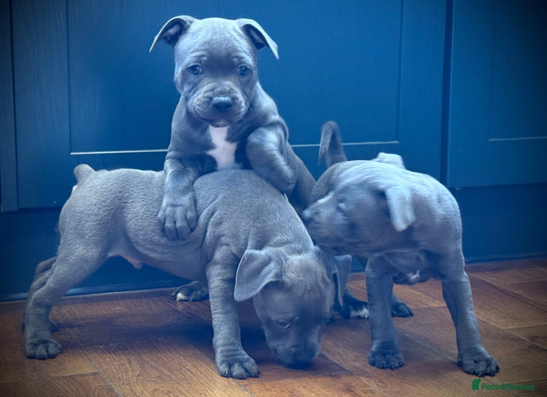 Staffordshire Bull Terrier dogs for sale: 🐾 Beautiful KC Fully Vaccinated Girl Available 🐾 in Peterborough - Image 9