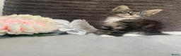 Siamese cats for sale: BEAUTIFUL BABIES AVAILABLE  - Advert 9