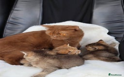 Scottish Fold cats for sale: Ready TICA reg stunning kittens available  - Image 31
